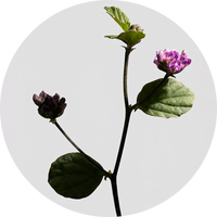 Sytenol® A