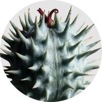 Castor Seed Oil