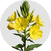 Evening Primrose Oil