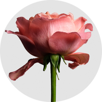 Damask Rose Water